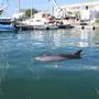Ein Delfin im schiffbaren Kanal in Triest macht den Experten Sorgen. Sie hoffen aber auf ein Happy End