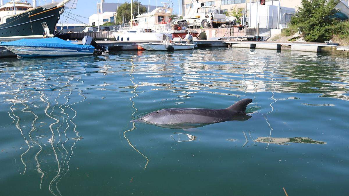 Ein Delfin im schiffbaren Kanal in Triest macht den Experten Sorgen. Sie hoffen aber auf ein Happy End