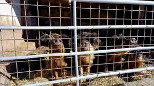 Die Mangalica-Schweine sind nun in den Stall gezogen, ob es eine Lösung gibt, ist offen