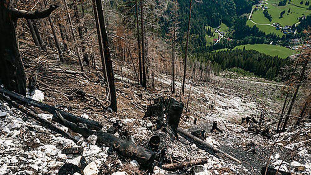 Vier Tage lang wütete im Juni der Waldbrand in der Gemeinde Zell-Freibach