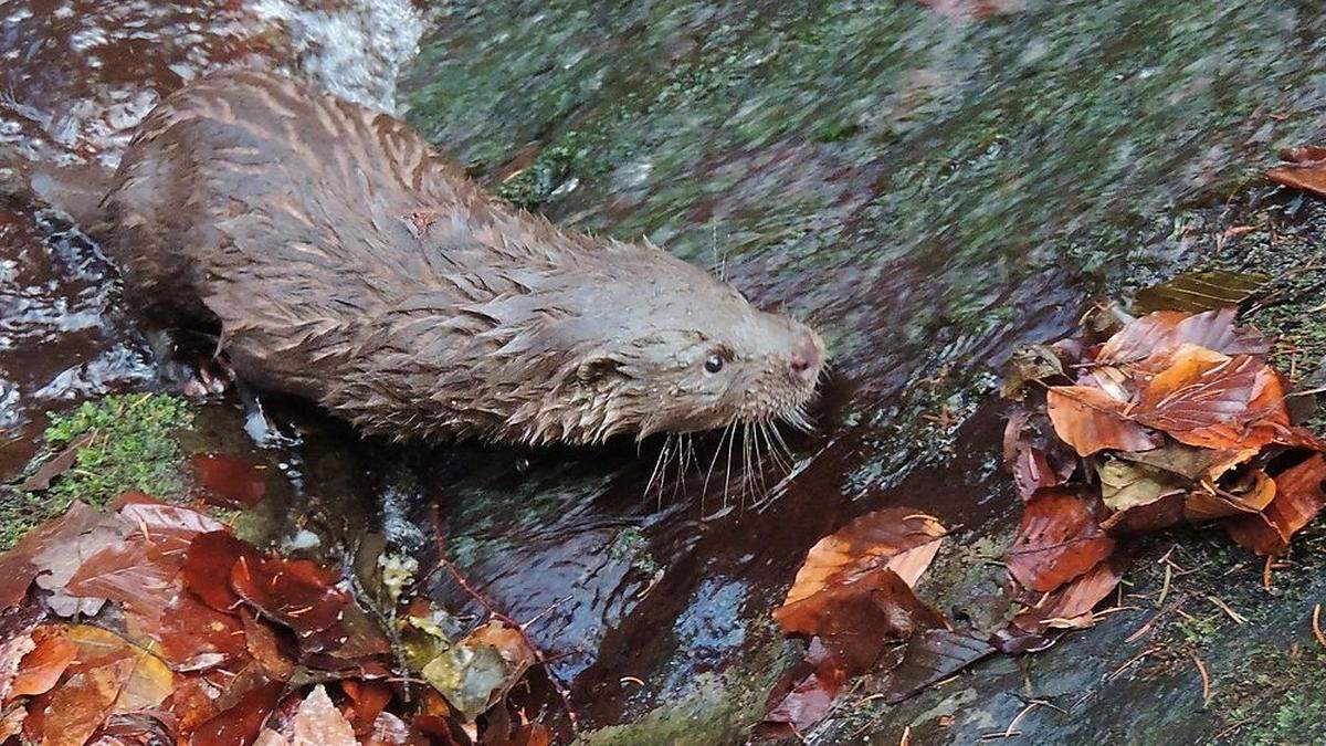 Der tägliche Nahrungsbedarf eines Fischotters beträgt rund zehn Prozent seines Körpergewichts 