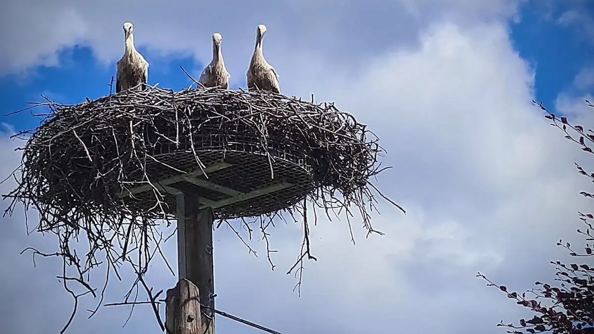 Die jungen Störche in ihrem Nest in Stallhofen im vergangenen Jahr