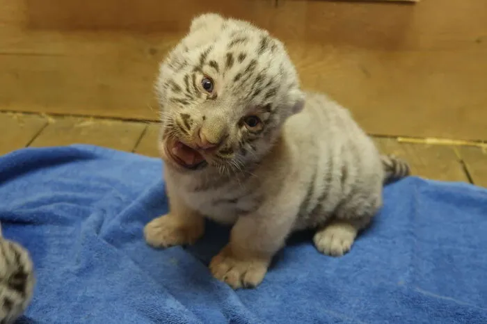 Neugierig drehen die jungen Tiger ihre Köpfe.