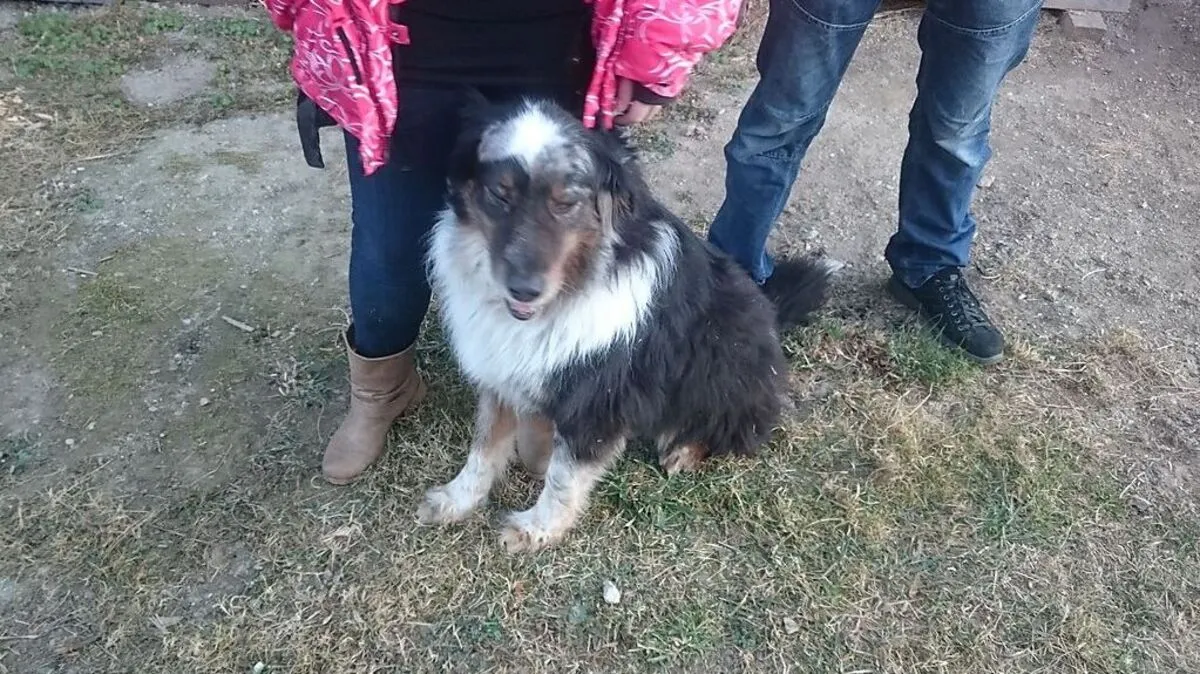 Hund "Taio" geht es wieder gut