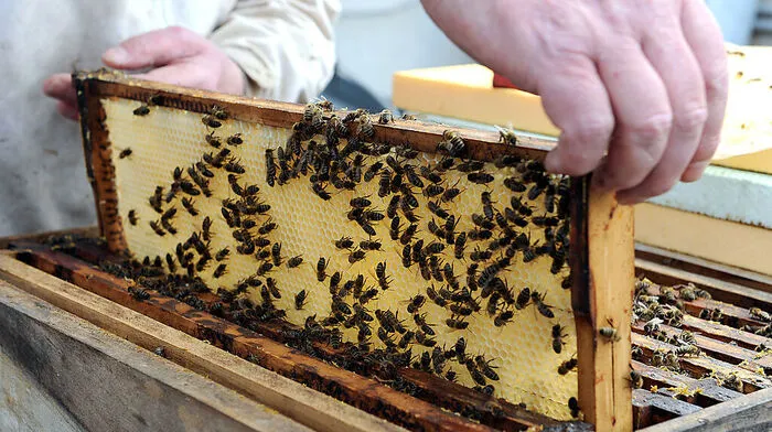 Der Bienenboom soll heuer weitergehen