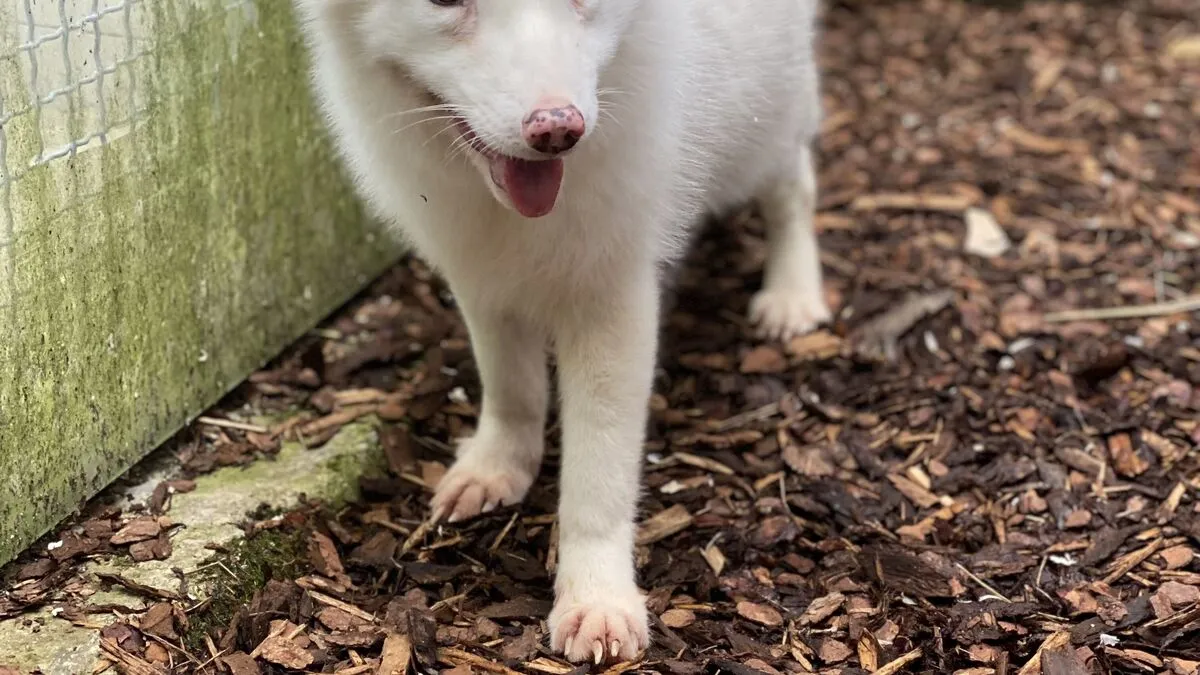 Polarfuchs-Baby "Wukk" hat ein grünes und ein blaues Auge