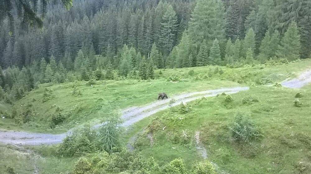 Ein Bär trottet gemächlich über einen Weg in den Karnischen Alpen