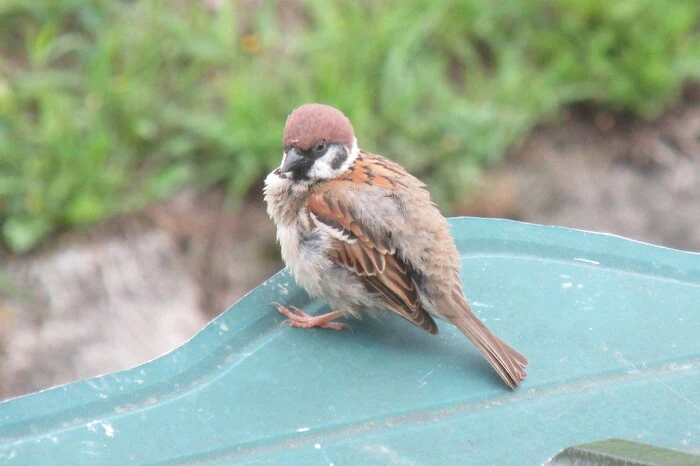 Ein junger Spatz - fotografiert von Johanna Huber in St. Ulrich im Greith.