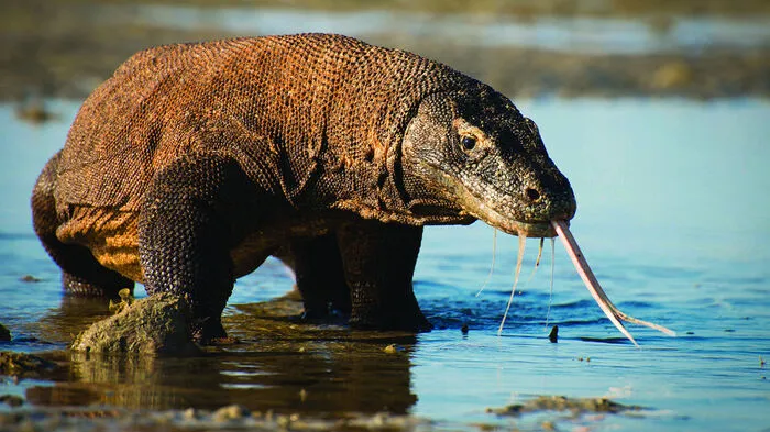 Die größte noch lebende Echse der Erde ist der Komodowaran. Er hatte vier Millionen Jahre lang Zeit für seine Entwicklung. Beim Filmen der heftigen Kämpfe dieser gigantischer „Drachen“ auf der indonesischen Insel Komodo müssen sich die Kamerateams in die Urzeiten der Saurier zurückversetzt gefühlt haben.