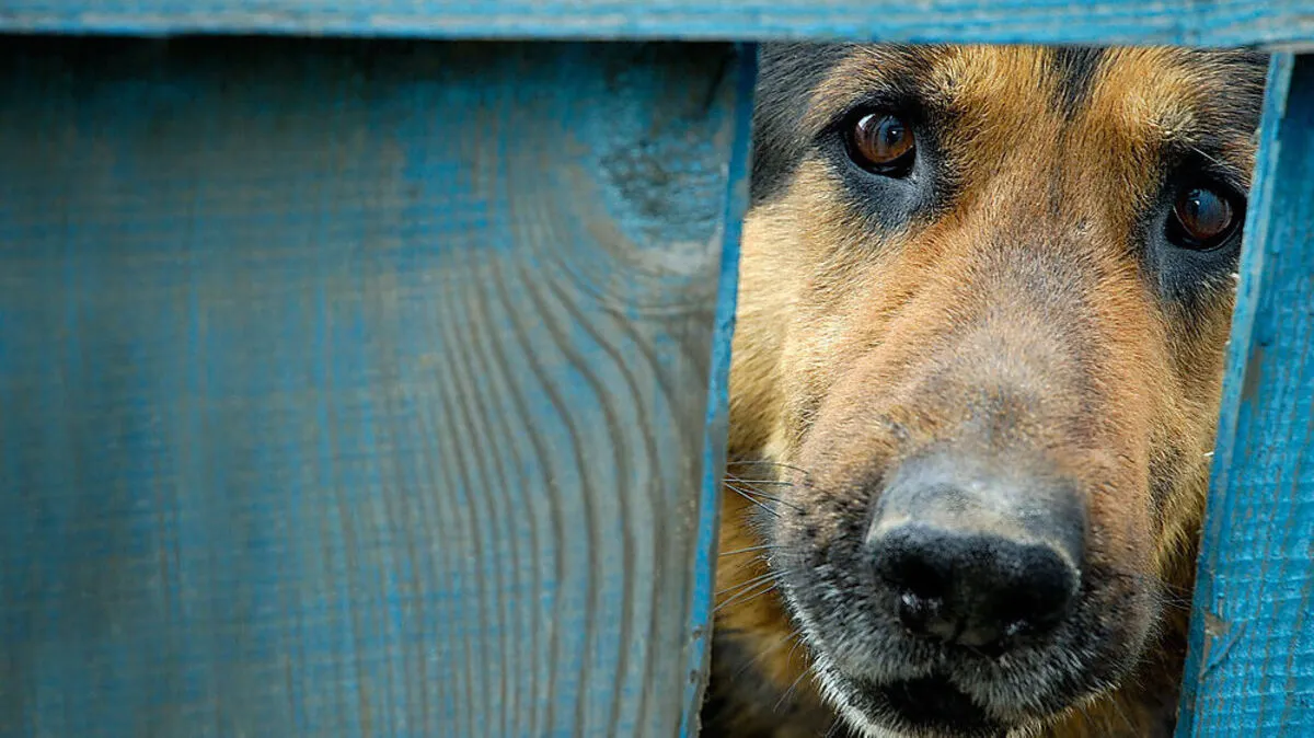 Wer einen Hund hält, sollte "hundesichere" Zäune haben...