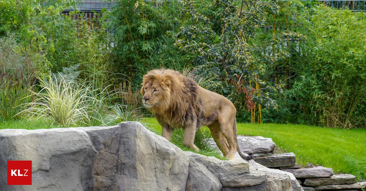 Horror among animal rights activists: German zoo euthanizes lion cubs