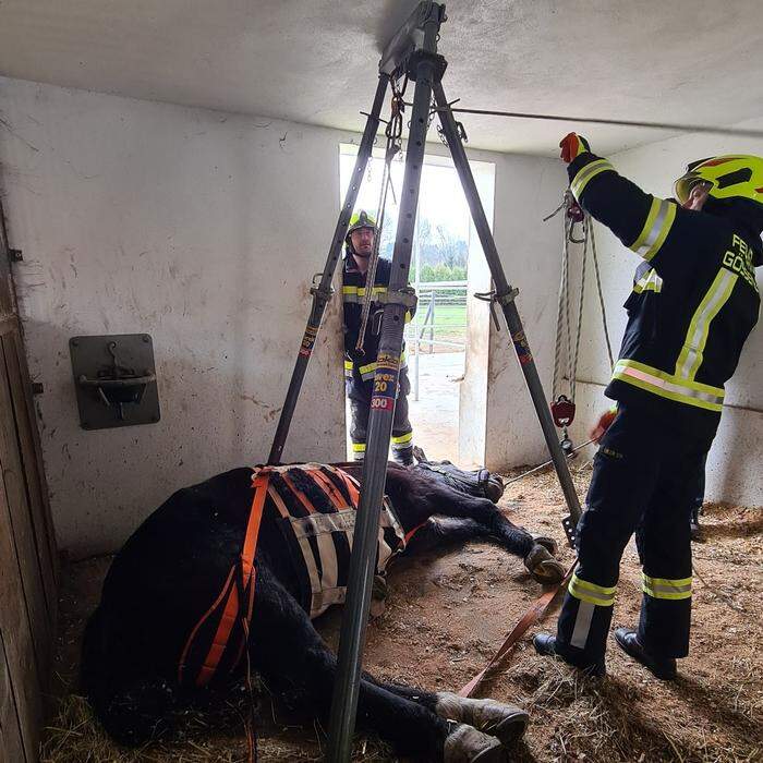 Die Feuerwehren halfen dem Pferd mithilfe einer Spezialausrüstung wieder auf die Beine