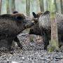 Wildschweine sind im Grazer Westen - am Buchkogel, Plabutsch und in Thal umtriebig.