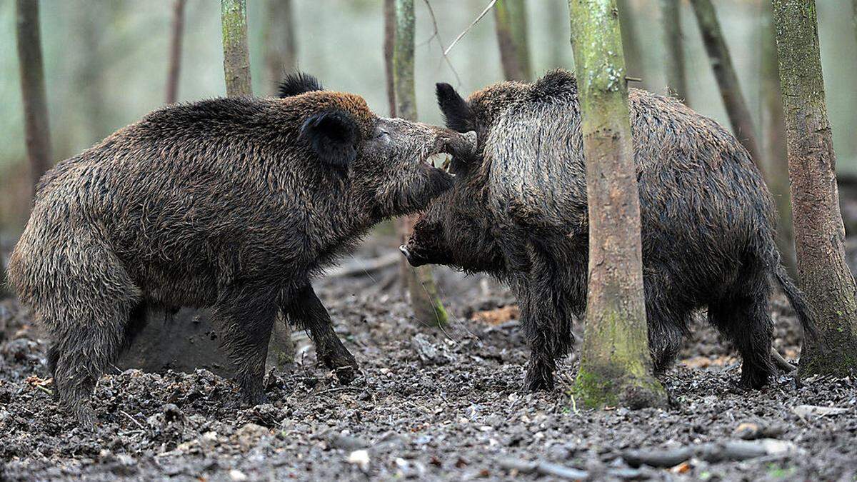 Wildschweine sind im Grazer Westen - am Buchkogel, Plabutsch und in Thal umtriebig.