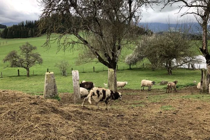Die Herde ist bis heute verstört und reagiert sogar auf Hunde panisch.