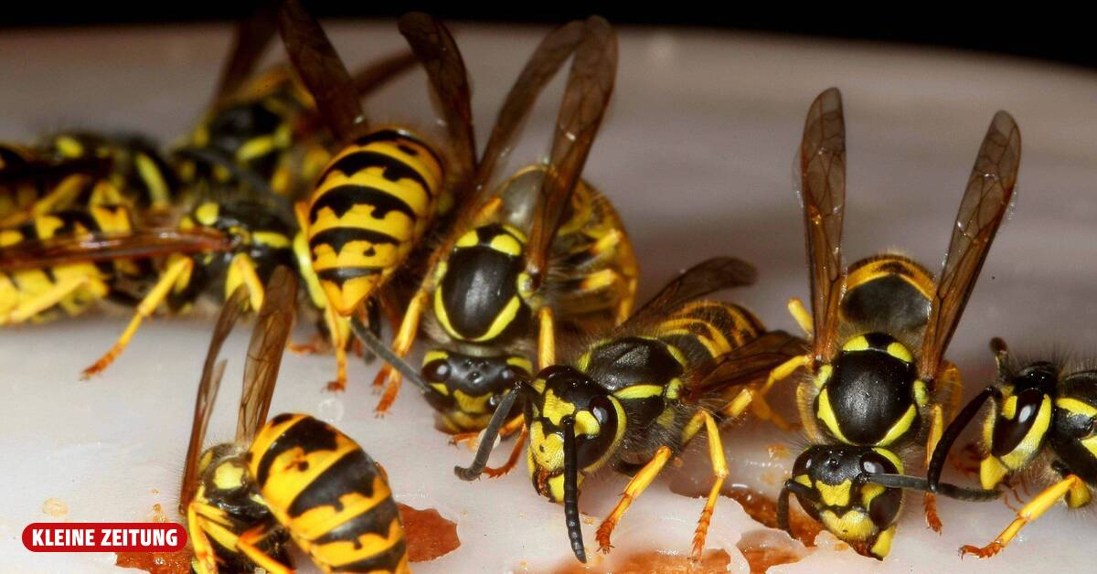 Don't wave your arms! What helps when wasps are too annoying?