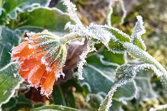 Die Ringelblume hat auch bei Frost nichts von ihrer Schönheit verloren, findet Evi Dollinger.