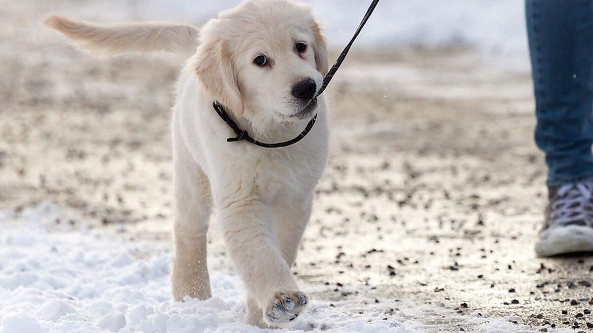 Naturschützer klären im Gmoos Besitzer, die ihre Hunde nicht angeleint haben über die Leinenpflicht auf