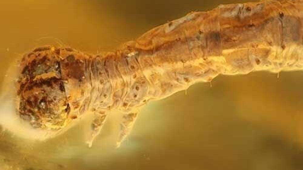 44 Millionen Jahre alt ist diese in einem Bernstein gefundene Raupe