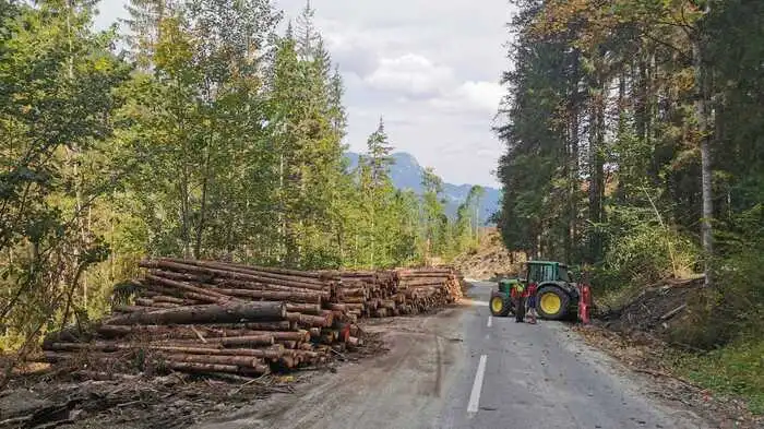 Haufenweise Holz lagert am Rand der Rössingstraße (L 725)
