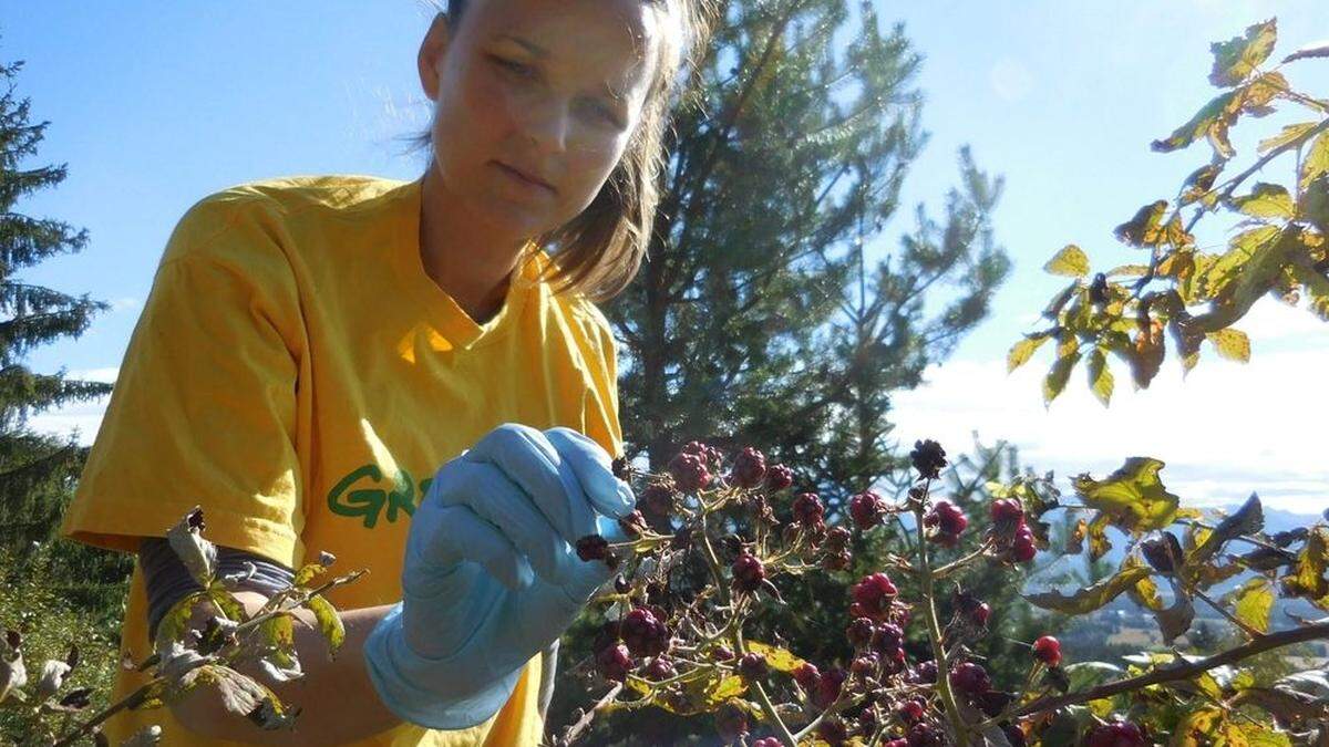 Die Umweltorganisation Greenpeace machte bei Glyphosat den Gemeindecheck 