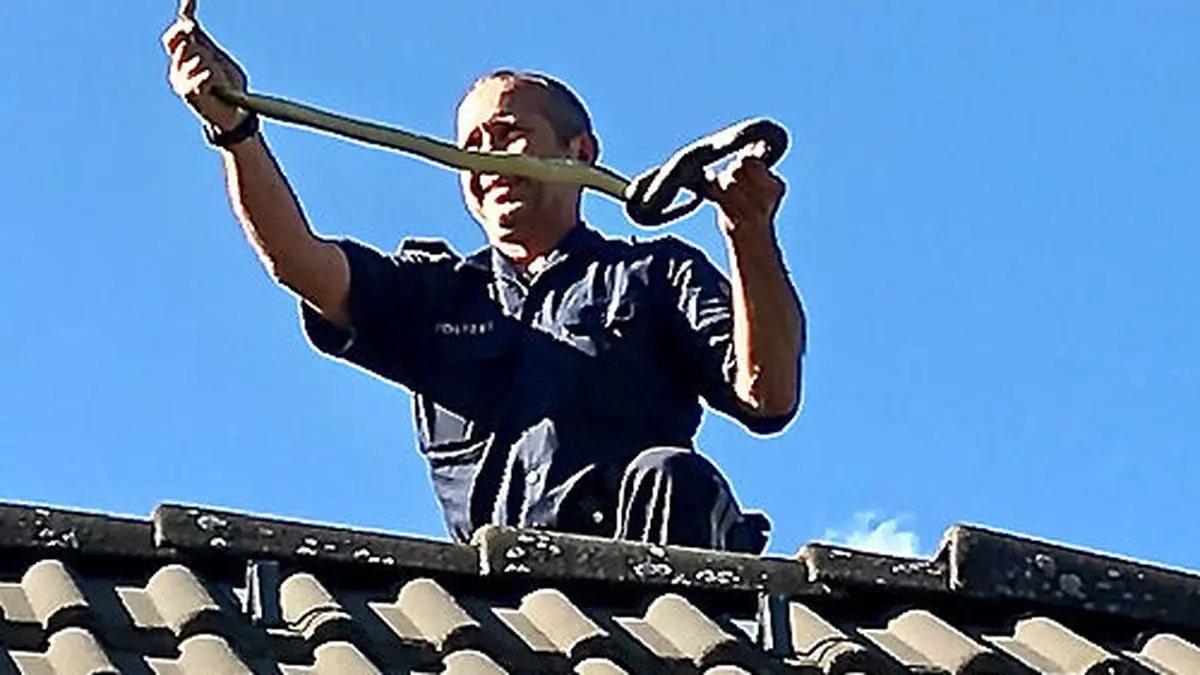 In Hermagor holte ein Polizist eine Äskulapnatter von einem Dach 