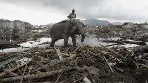 An elephant which belongs to forest ministry removes debris Monday Jan. 10, 2005 in Banda Aceh, Indonesia. (AP Photo/Eugene Hoshiko, File)