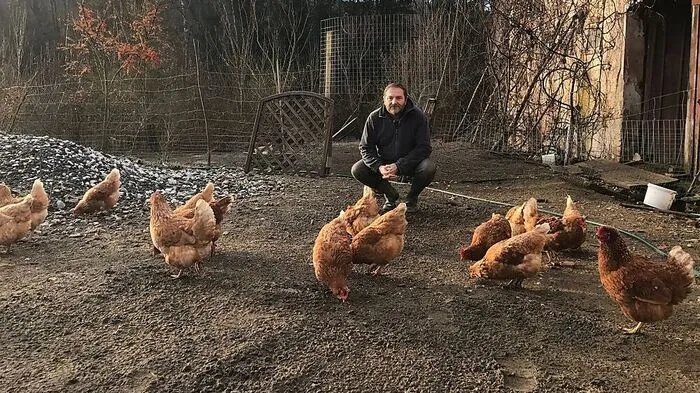 Der Bad Waltersdorfer Dieter Pouzar hat selbst einigen Legehühnern auf seinem Hof ein neues Zuhause gegeben