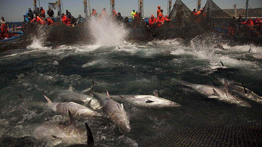 Fischer holen Netze mit Blauflossen-Thunfisch ein