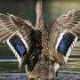 Meistgezählter Vogel am Ossiacher See: die Stockente