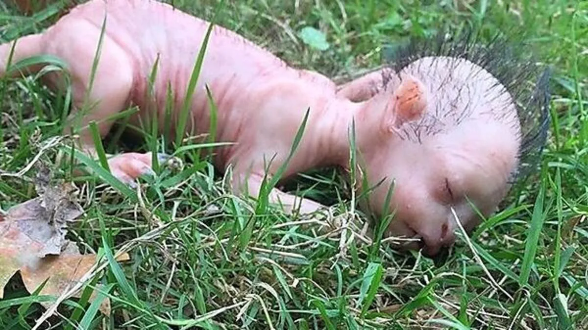 Die „menschlichen Katze“: Kann das wahr sein?