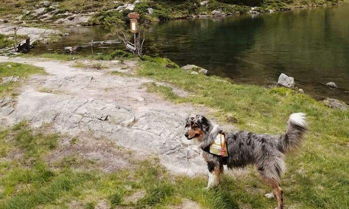 Acht Suchhunde wurden alleine von der Bergrettung gestellt, die den gesamten Kaibling-Bereich absuchte