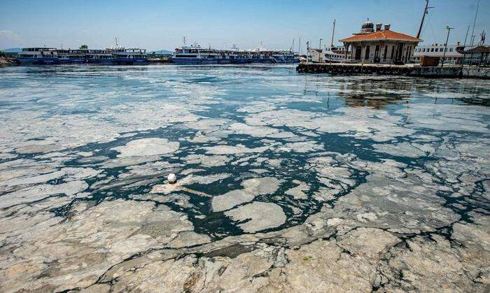 Das Marmarameer marmoriert von Algenschleim