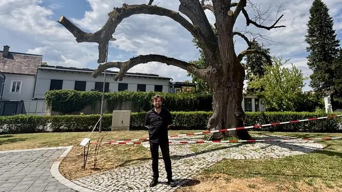 Thomas Kada hat historische Quellen und Vermessungsdaten zur Leibnitzer Stadtlinde ausgewertet und kommt beim Alter des Baumes zu einem anderen Ergebnis
