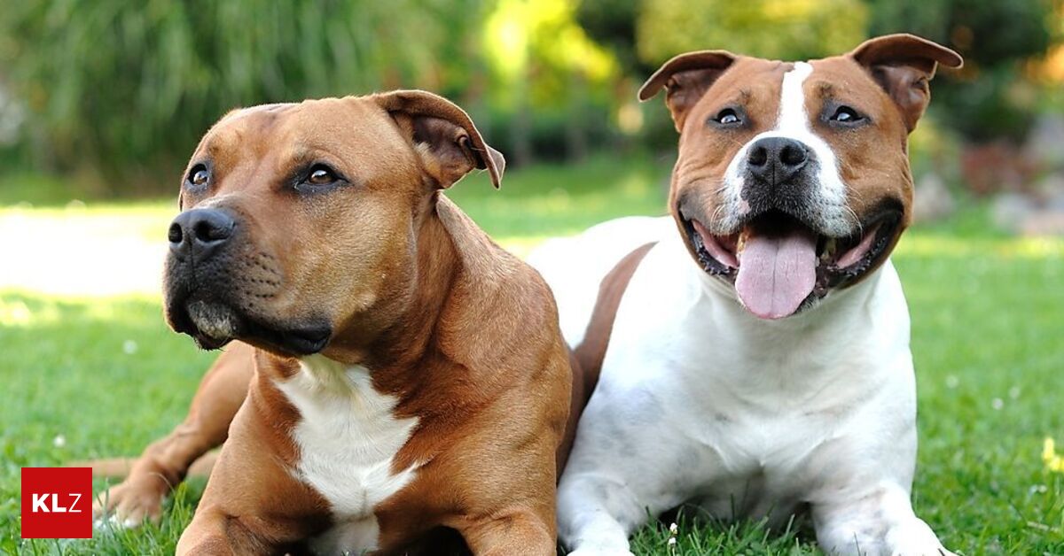 Nachspiel-Attacken-freilaufender-Hunde-Anwalt-dr-ngt-auf-Konsequenzen-f-r-Halter