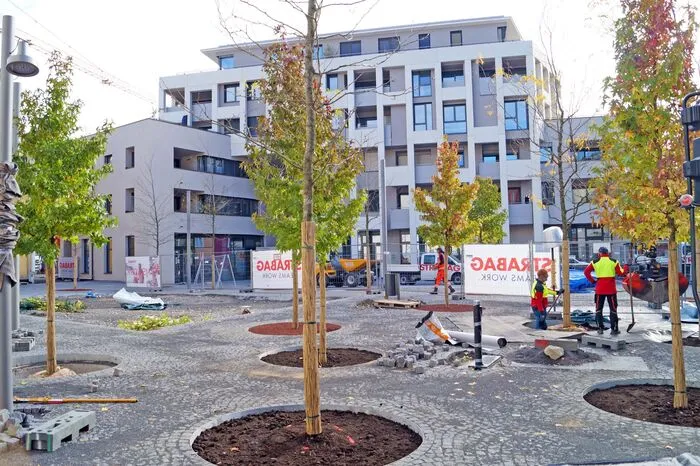 Bäume sollen auch im Sommer Schatten spenden und für ein gutes Mikroklima sorgen.