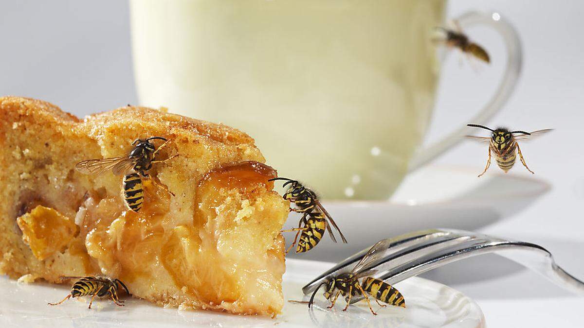 Wespen fliegen vor allem auf Süßspeisen oder Fleisch. Wer im Freien isst, muss derzeit daher besonders gut aufpassen