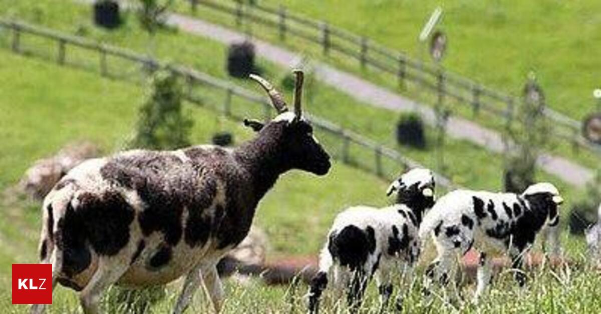 Kritik-von-Tiersch-tzern-Leser-unterst-tzen-Familienbetrieb-Zotter