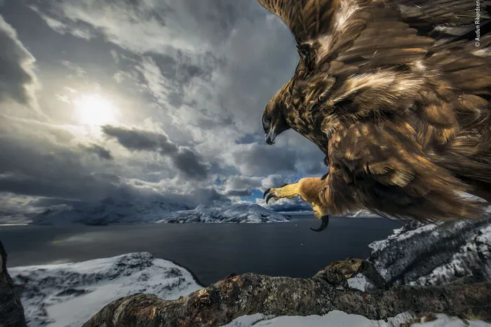 Der norwegische Fotograf Audun Rikardsen nahm dieses Foto in Skulsfjord, Troms, in Norwegen auf. Rikardsen positionierte dafür diesen Ast in der Hoffnung, dass er einen perfekten Ausguck für einen Steinadler darstellen würde. Er stellte eine Kamerafalle auf und ließ immer wieder Aas in der Nähe zurück. Innerhalb von drei Jahren begann dieser Adler nach und nach, den Zweig zu nutzen, um sein Küstenreich zu überblicken. Der Fotograf fing die Kraft des Vogels ein, als er mit ausgestreckten Krallen landete.  