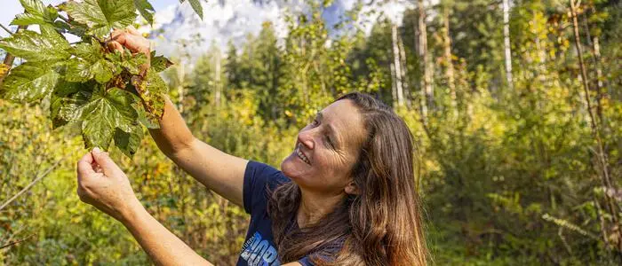 Dass sich der Ahorn bei diesem Waldexperiment durchsetzt, überrascht Naturparkrangerin Birgit Pichorner