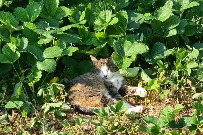 Katze Mau genießt die Sonnenstrahlen im Erdbeefeld.