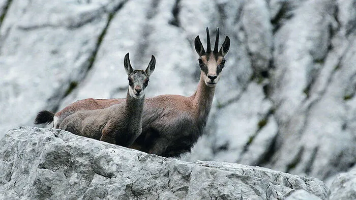 Sorge um den Gamsbestand in der Steiermark