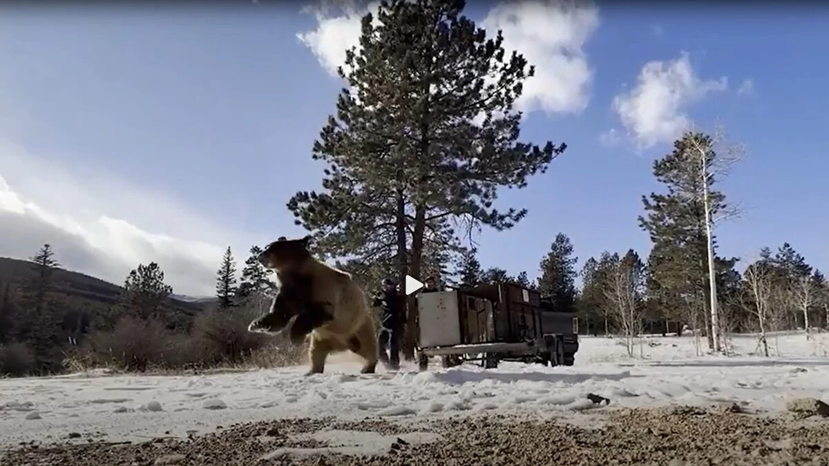 Ein bockiger Bär musste in den Winterschlaf genötigt werden