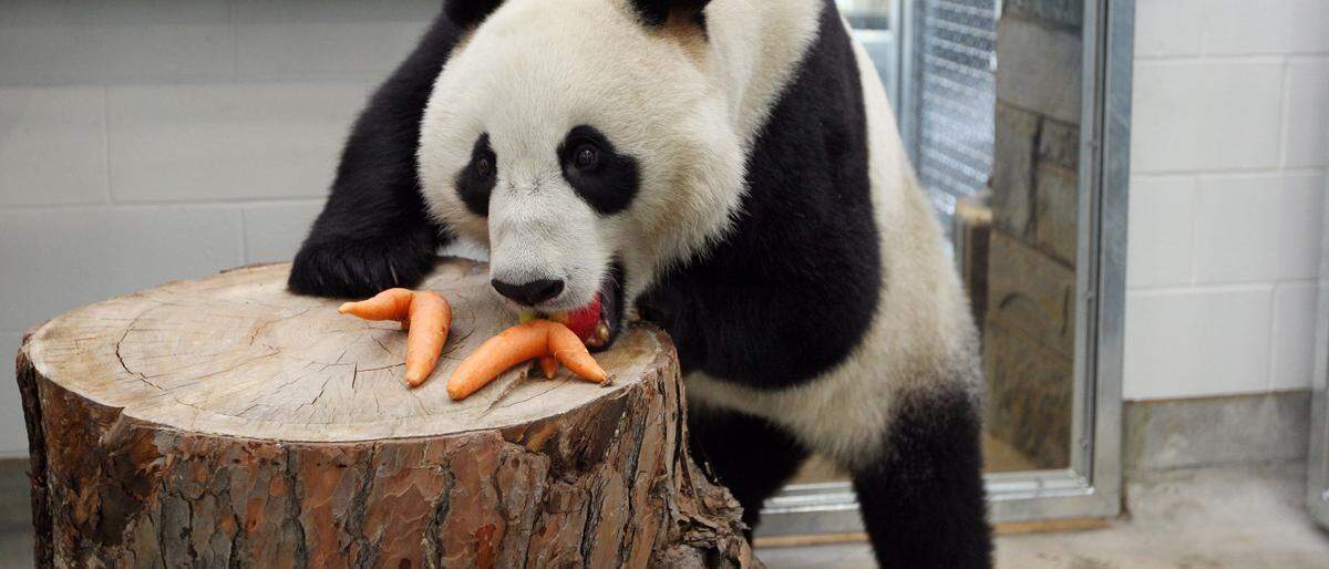 Panda im Zoo von Adelaide