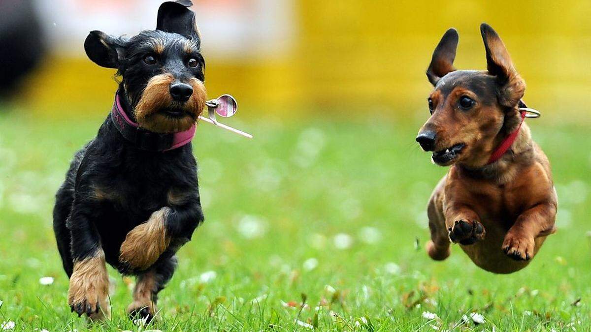 Die Hundesteuer ist im Vorauer Gemeinderat ein Dauerthema