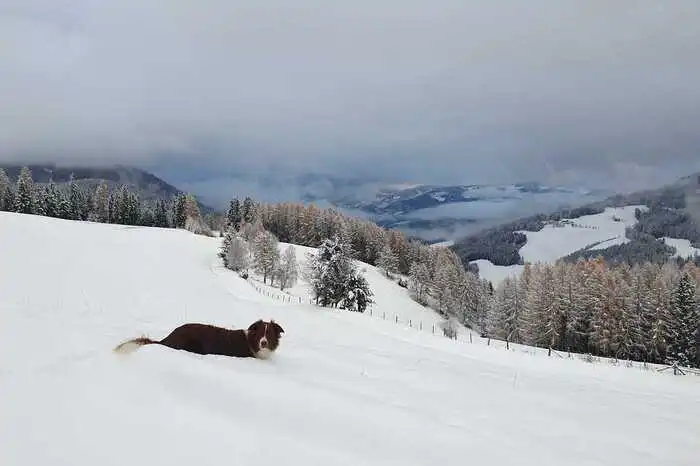 Bei diesen Neuschnee-Mengen versinken sogar große Hunde bis zum Bauch.