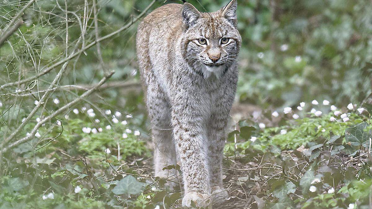 Themenbild: LUCHS-PÄRCHEN BEZOG QUARTIER IM SCHÖNBRUNNER ZOO