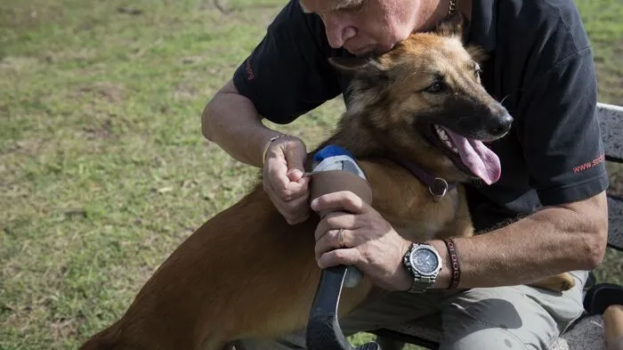 Der zwei Jahre alte Rüde Cola hat keine Vorderläufe mehr, weil sie ihm ein Mann im Zorn darüber, dass der Hund ihm die Schuhe zerkaut hatte, abgehackt hatte. Damals war er erst sechs Monate alt.  