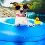 dog on  blue air mattress  in water refreshing