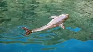 Verletzter Delfin im Wasser | Verletzer Delfin in der Bucht Ubli auf der Insel Lastovo